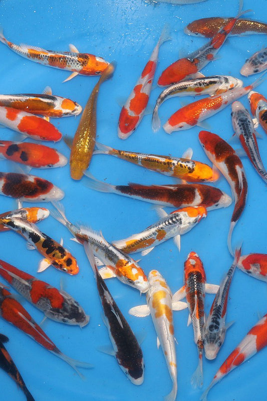 UK Koi Imports Mixed Japanese Mystery Box - VHQ (10 Koi)