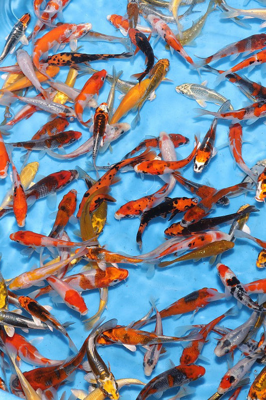 UK Koi Imports Mixed Japanese Mystery Box - Standard (10 Koi)