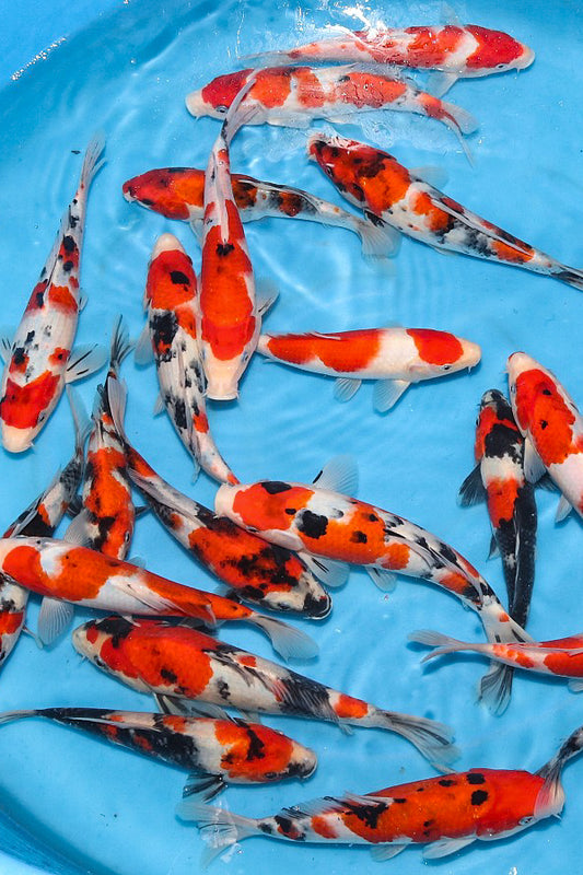 UK Koi Imports Premium Tosai Packages - Standard, HQ & VHQ